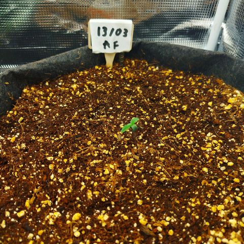Apple Fritter  growlog timeline photo