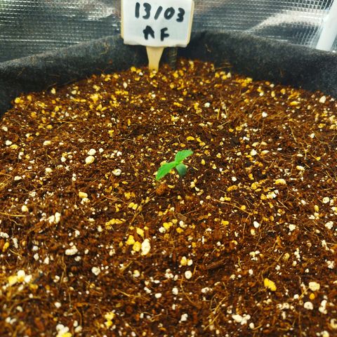 Apple Fritter  growlog timeline photo
