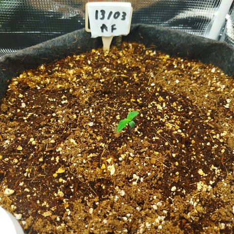 Apple Fritter  growlog timeline photo