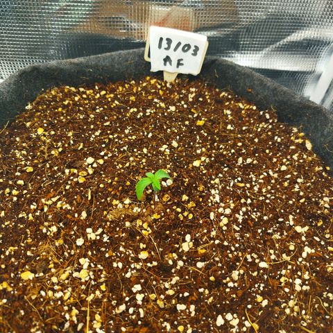 Apple Fritter  growlog timeline photo