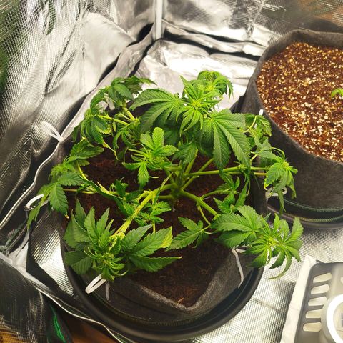 Quick Bud  growlog photo: First defoliation and lst applied.