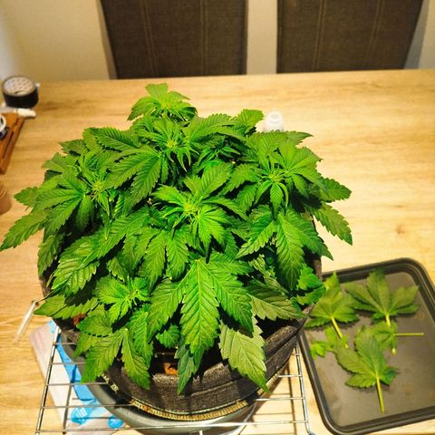 Quick Bud  growlog photo: First defoliation and lst applied.