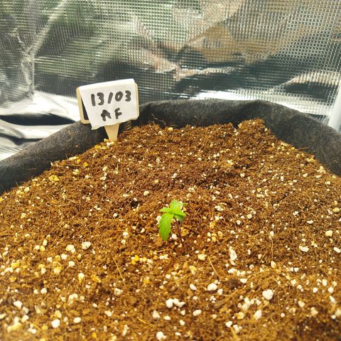 Apple Fritter  growlog timeline photo