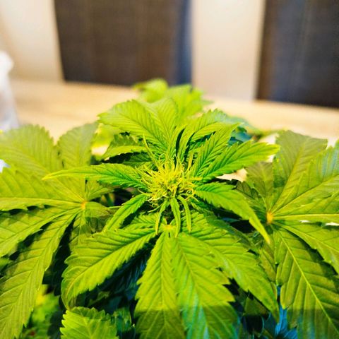 Quick Bud  growlog photo: Post defoliation and lst 