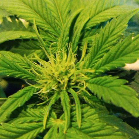 Quick Bud  growlog photo: Post defoliation and lst 