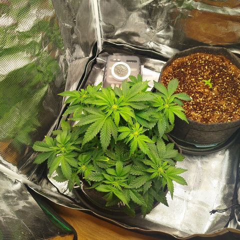 Quick Bud  growlog photo: Post defoliation and lst 