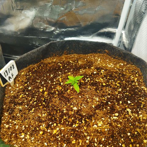 Apple Fritter  growlog photo: New set of leaves sprouting 