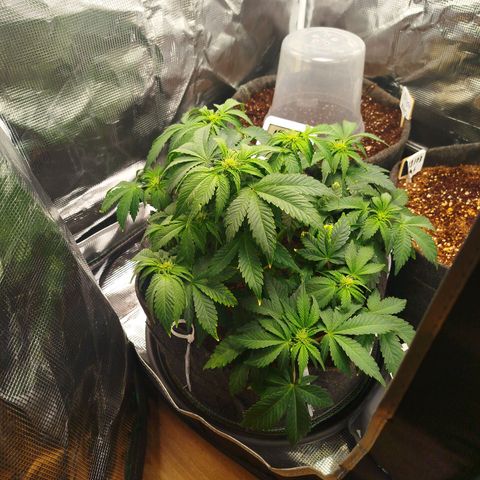 Quick Bud  growlog photo: Doing good, probably need to start watering on the higher end, leaves droop fast (400ml x 2)