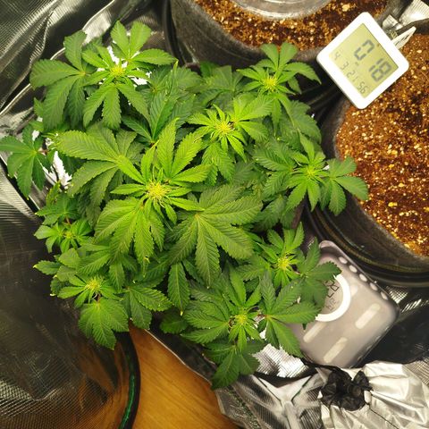 Quick Bud  growlog timeline photo