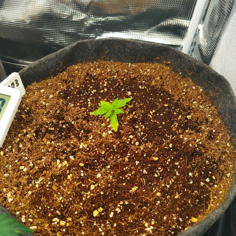 Apple Fritter  growlog timeline photo