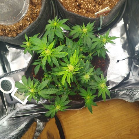 Quick Bud  growlog photo: Post 2nd defoliation, buds getting fatter every day 