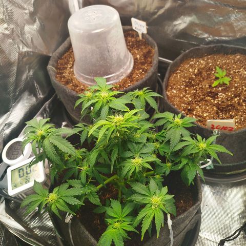 Quick Bud  growlog photo: Post 2nd defoliation, buds getting fatter every day 