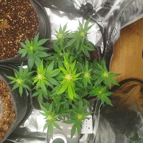 Quick Bud  growlog timeline photo