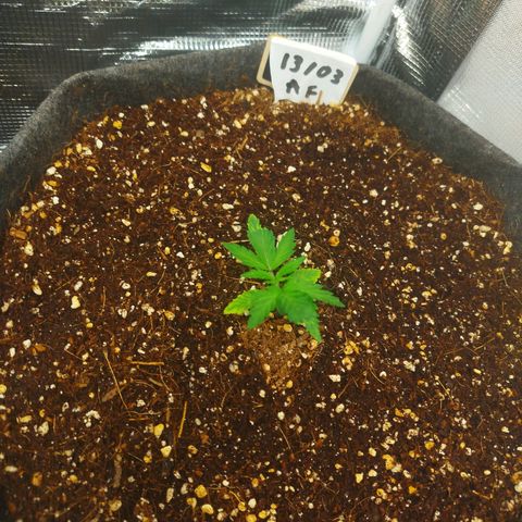 Apple Fritter  growlog timeline photo