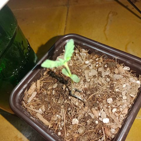Genética desconocida growlog photo: Día 7