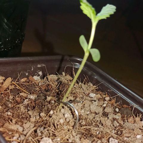 Genética desconocida growlog timeline photo