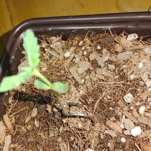 Genética desconocida growlog timeline photo