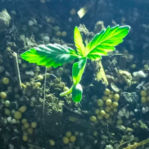 Genética desconocida growlog timeline photo