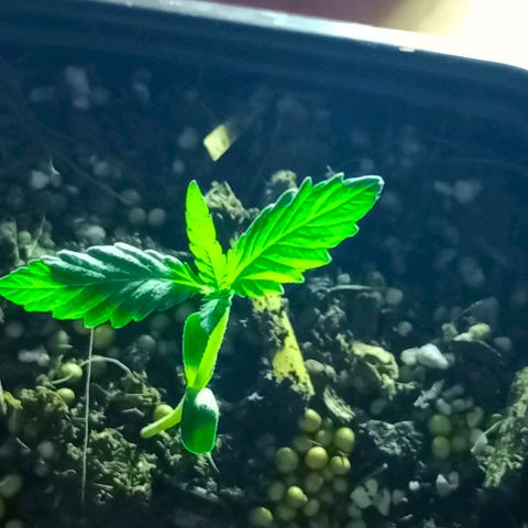 Genética desconocida growlog timeline photo