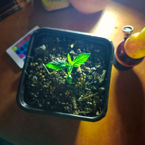 Genética desconocida growlog timeline photo