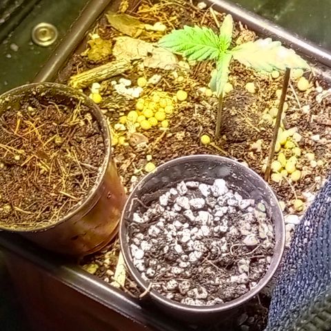 Genética desconocida growlog timeline photo