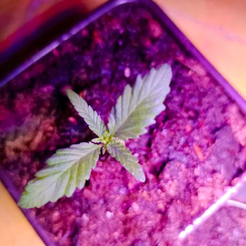 Genética desconocida growlog timeline photo