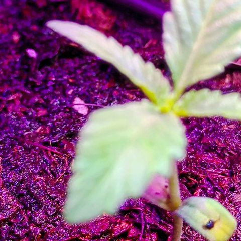 Genética desconocida growlog timeline photo