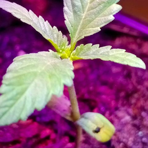 Genética desconocida growlog timeline photo