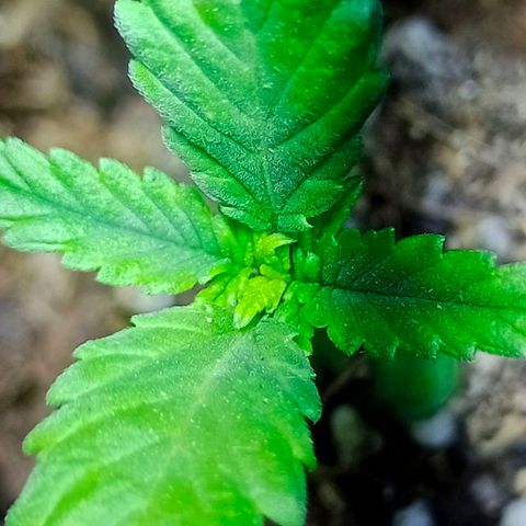 Genética desconocida growlog timeline photo