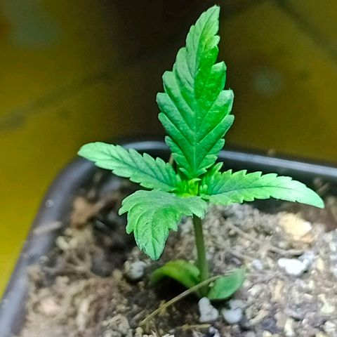 Genética desconocida growlog timeline photo