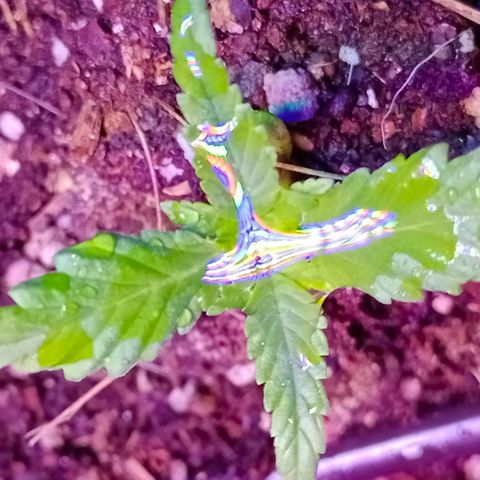 Genética desconocida growlog timeline photo