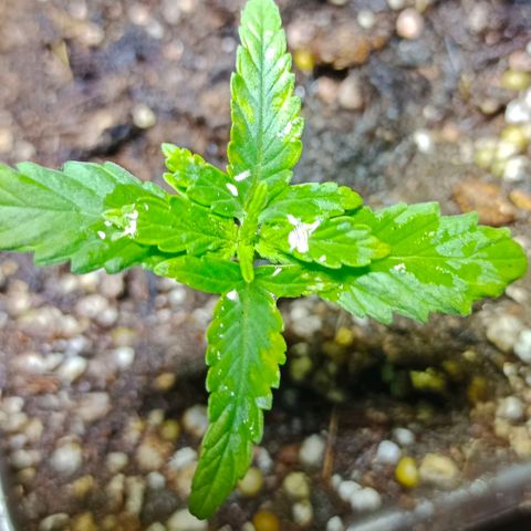 Genética desconocida growlog timeline photo