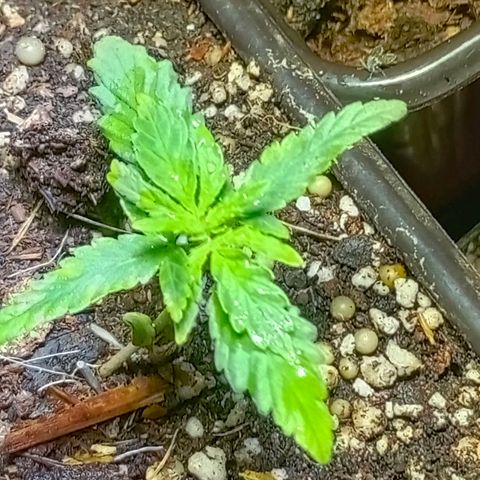 Genética desconocida growlog timeline photo