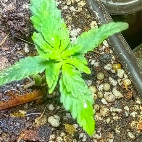 Genética desconocida growlog timeline photo