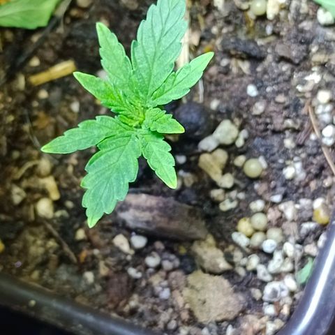Genética desconocida growlog timeline photo