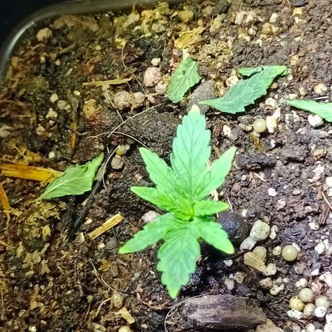 Genética desconocida growlog timeline photo