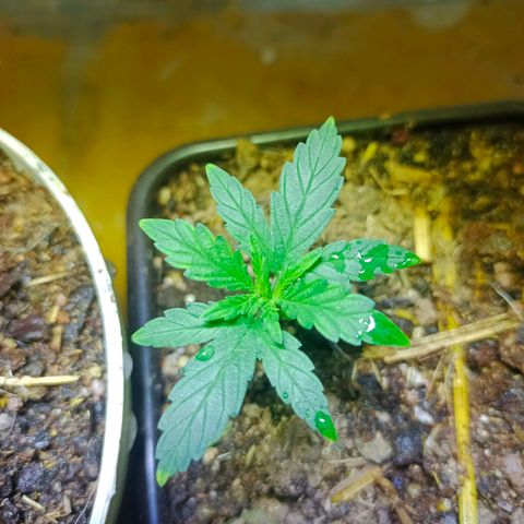 Genética desconocida growlog timeline photo