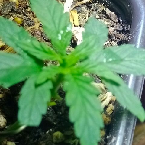 Genética desconocida growlog timeline photo