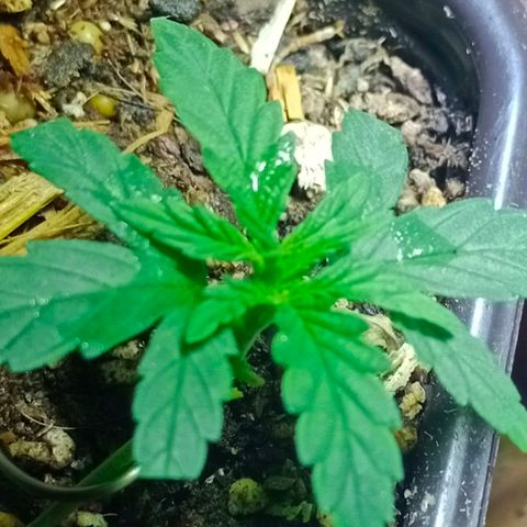Genética desconocida growlog timeline photo