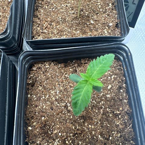 24k gold growlog timeline photo