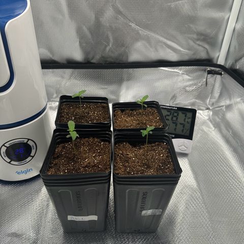 24k gold growlog timeline photo
