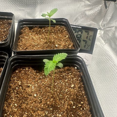 24k gold growlog timeline photo