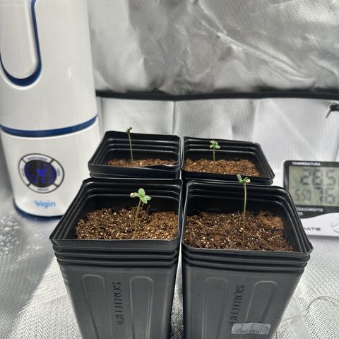 Ak 47 3 growlog timeline photo