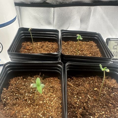 Ak 47 3 growlog timeline photo