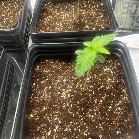 24k gold growlog timeline photo