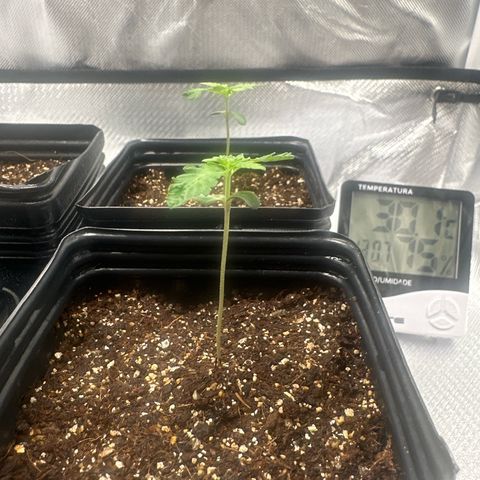 24k gold growlog timeline photo