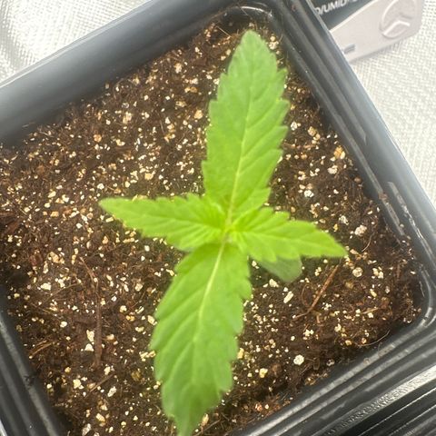 Ak 47 3 growlog timeline photo