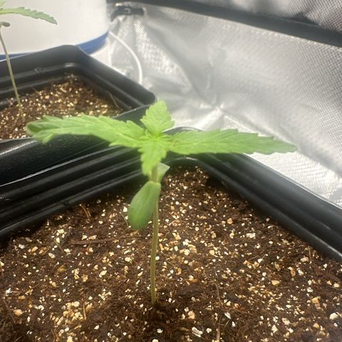 Ak 47 3 growlog timeline photo