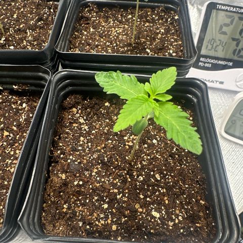 24k gold growlog timeline photo