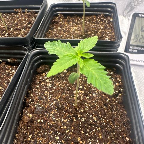 24k gold growlog timeline photo
